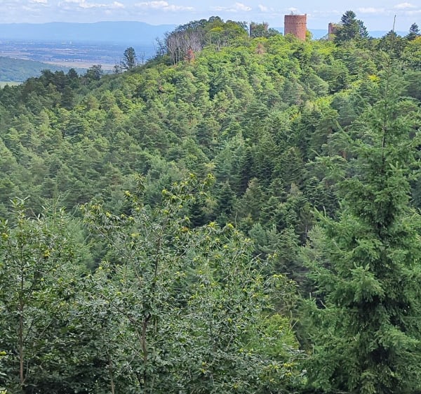 Château d'Ottrott et ruines du Koepfel - Ottrott - 1