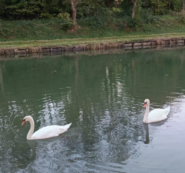 Marche le long du canal - Brienon-sur-Armançon - 1