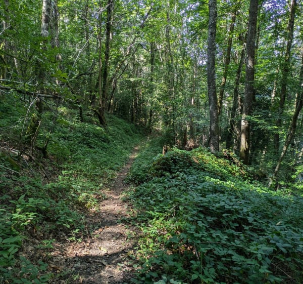 Forêt et points de vue au-dessus d'Auzits et Bournazel - Escandolières - 1