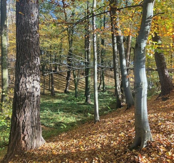 Trasa przez leśne wąwozy w Oleśnie - Olesno - 1