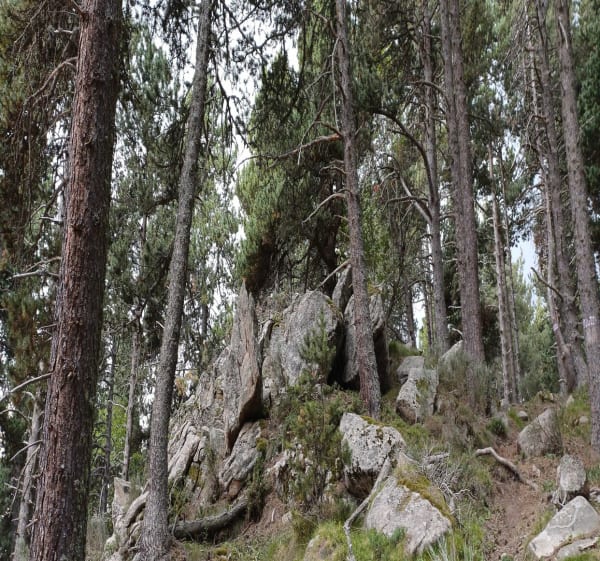 Balade en forêt de Font-Romeu avec des belles vues - Font-Romeu-Odeillo-Via - 1