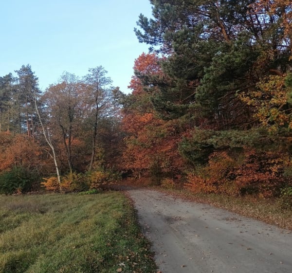 Zduńska Wola - Las Paprocki - Poręby - 1