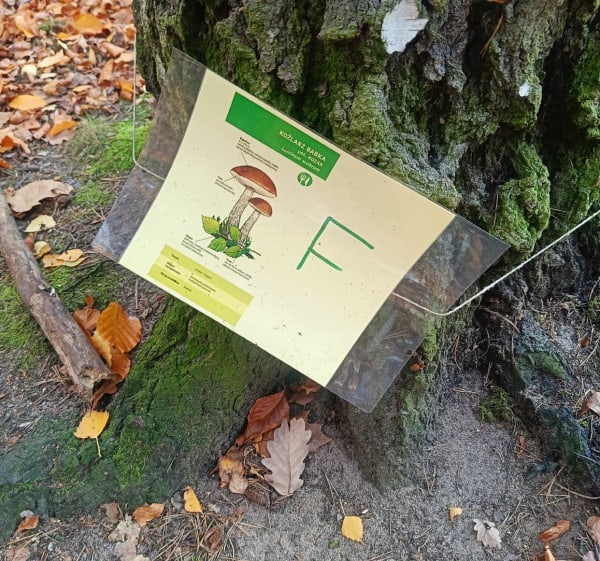 Leśna ścieżka nr.1 na Barbarce - Toruń - 1