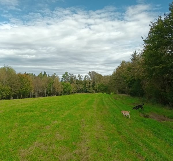 Petite balade en forêt de Raves - Raves - 1