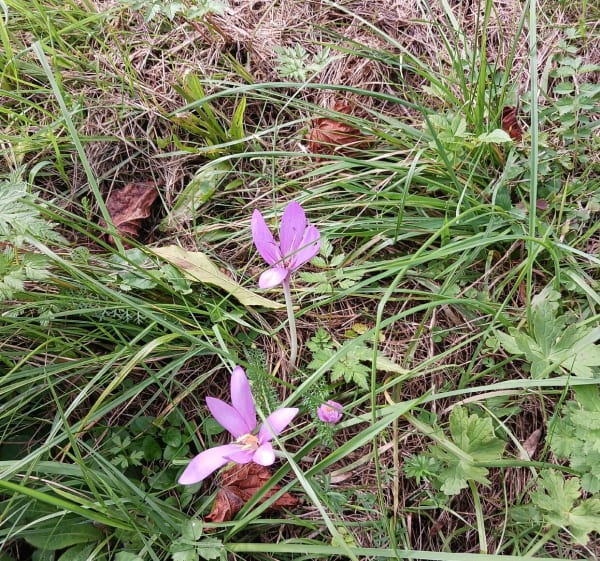 Chemin de la fauconnière à Pontarlier - Pontarlier - 1