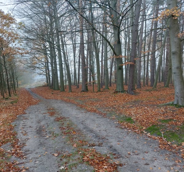 Spacer na skraju Borów Tucholskich - Błądzim - 1