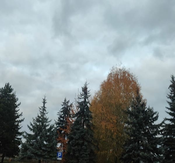 Zielone kilometry duktami rowerowymi - Ostrów Wielkopolski - 1