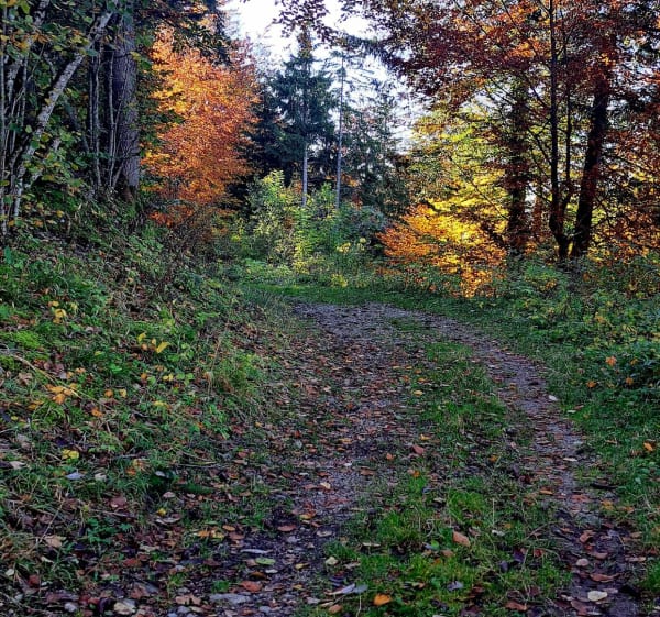Entre forêts et alpages sous le Pic des Mémises - Thollon-les-Mémises - 1