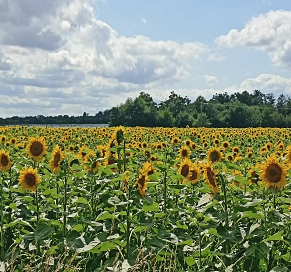 Boucle de Crosmières, par la Bougéyère - Crosmières - 1