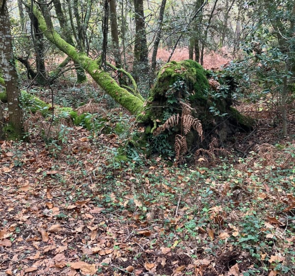 Bois des Claunes à Etaules - Chaillevette - 1