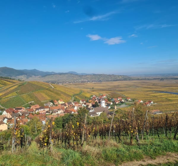 Balade dans les vignes depuis Katzenthal - Katzenthal - 1