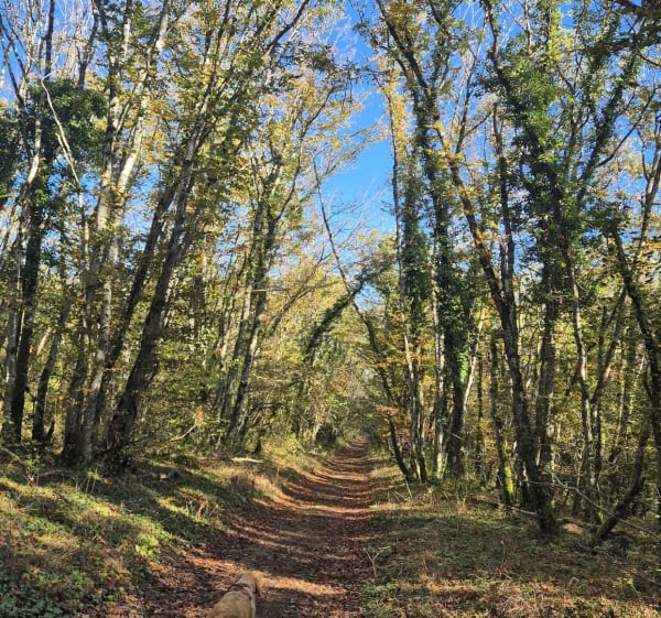 Dans les Bois de Vantoux, par Combe Grivot - Messigny-et-Vantoux - 1