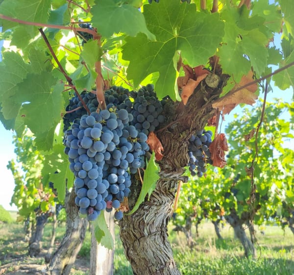 Balade entre vignobles et vieilles pierres dans le PNR Loire-Anjou-Touraine - Saint-Épain - 1