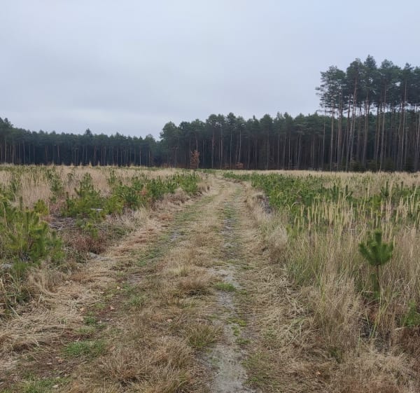 Spacer, nordic walking lub przebieżka - Skarżysko Kościelne - 1