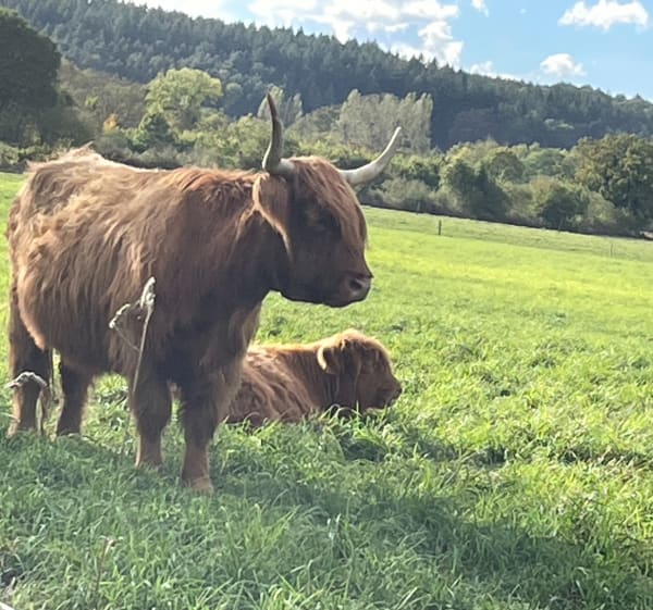 Adé -Lanne par la campagne - Adé - 1