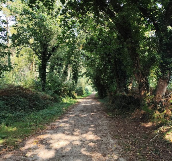 Bois de Roscouré au bord de l'Odet - Combrit - 1