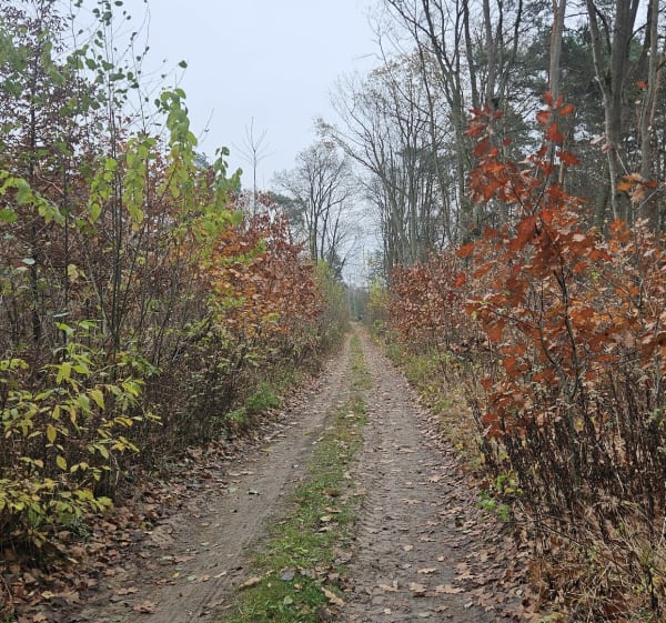 Lisia pętla - Karolew - 1