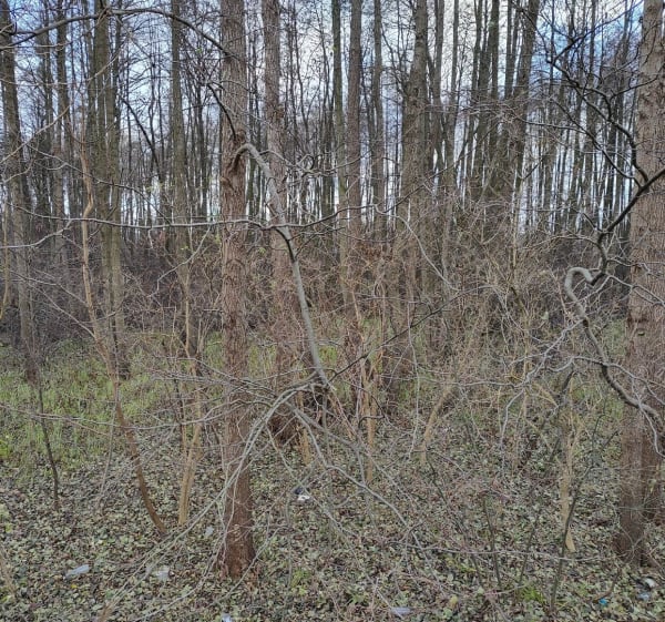 Krowi Mostek i okolice - Toruń - 1