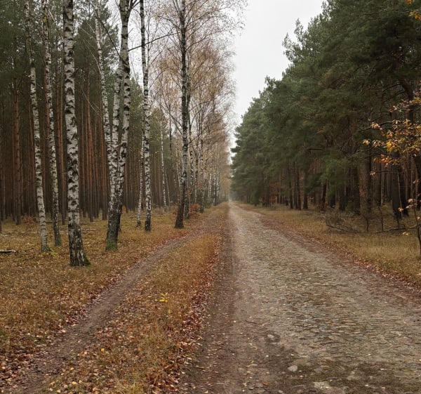 Leśna Pętelka - Bydgoszcz - 1