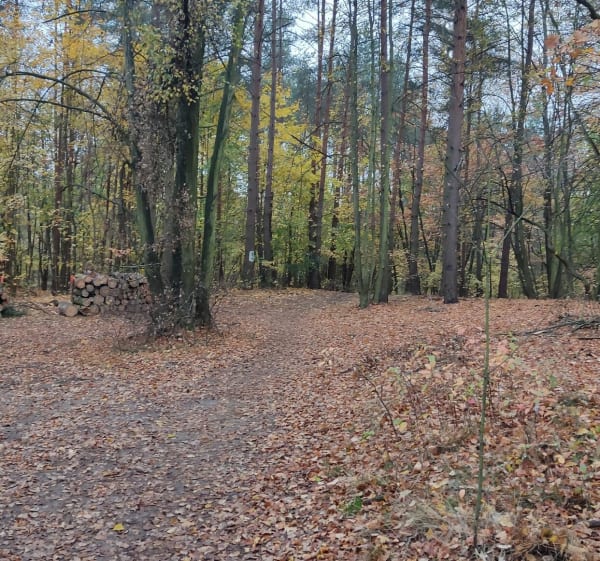 Rekreacyjna trasa miejsko - leśna - Poznań - 1