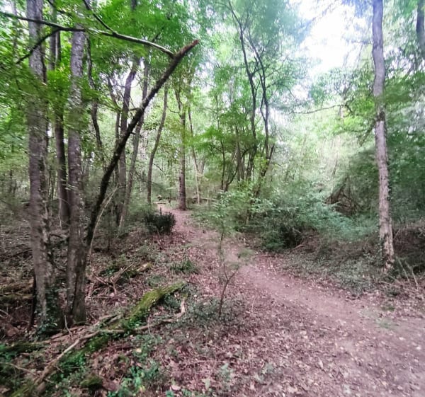 Boucle détente pat le bois de Naspe et l'Aussonnelle - Colomiers - 1