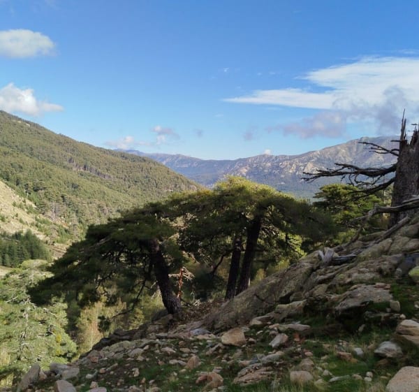 Les Bergeries de Radule - Albertacce - 1