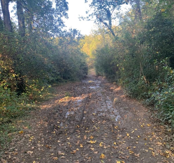 Forêt Mezens - Buzet-sur-Tarn - 1