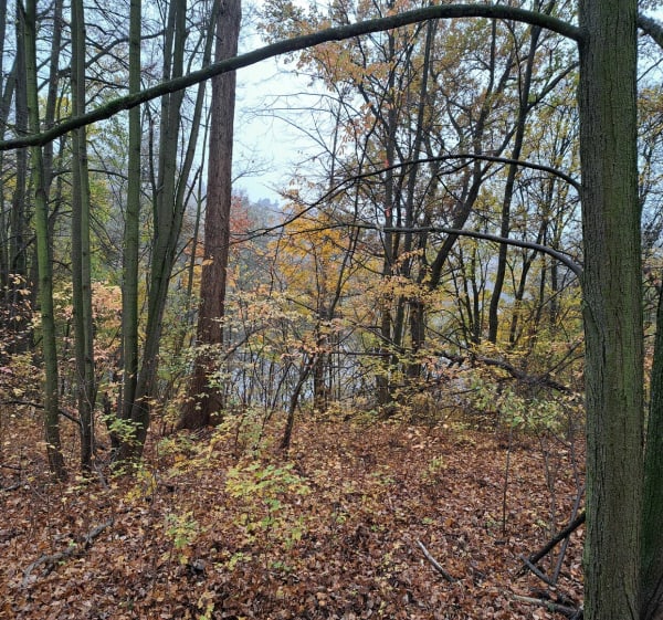 Staw Olszak - Poznań - 1