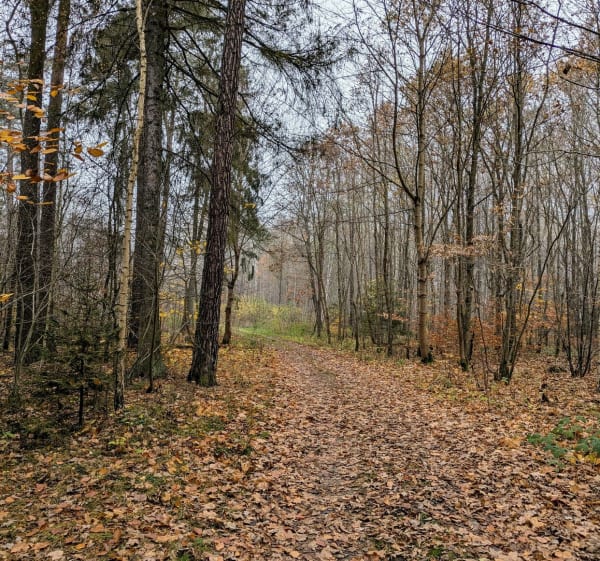 Las w Leźnie - Leźno - 1