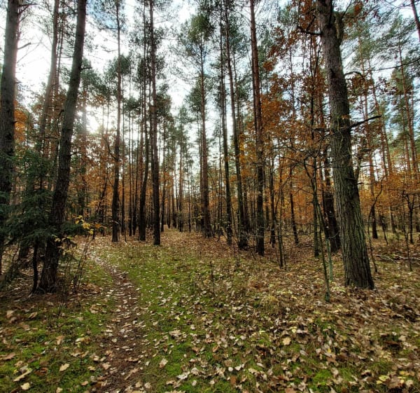 Burki/Sławków + Maczki/Sosnowiec - Sosnowiec - 1