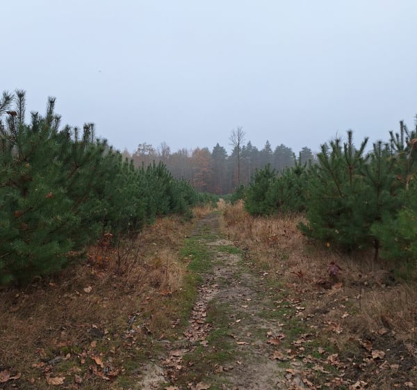 Spacer na Bolinę - Mysłowice - 1