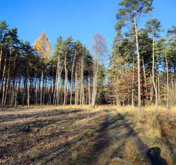 Lędziny i Bieruń po atrakcjach - Lędziny - 1