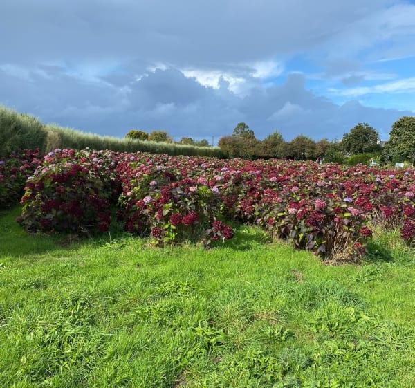 Randonnée à Plouezec - Plouézec - 1