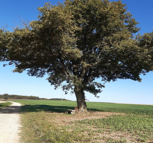 Campagne Aulnaysienne - Aulnay - 1