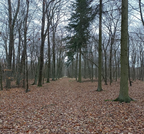Lasy w okolicy miejscowości Pawłowo - Goranin - 1