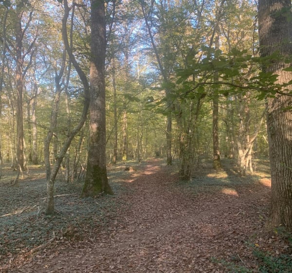Balade en forêt de Montargis - Amilly - 1