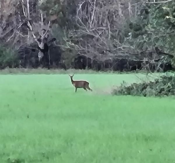 Un petit tour dans le marais et Canal du Mignon - Saint-Hilaire-la-Palud - 1
