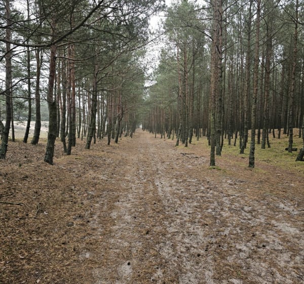 Las - Gorki Zachodnie - Gdańsk - 1