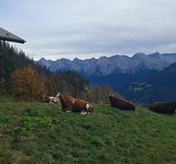 La Tannaz et le Grand-Bornand - Le Grand-Bornand - 1