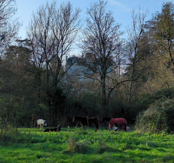 Longer les champs en passant par les écuries à Azay-sur-Cher - Azay-sur-Cher - 1
