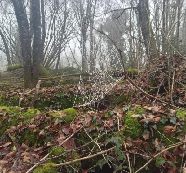 Cieux Sentier des hêtres - Cieux - 1