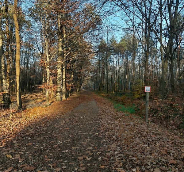 Puszcza Dulowska: Białka - Leśniczówka - Wola Filipowska - 1