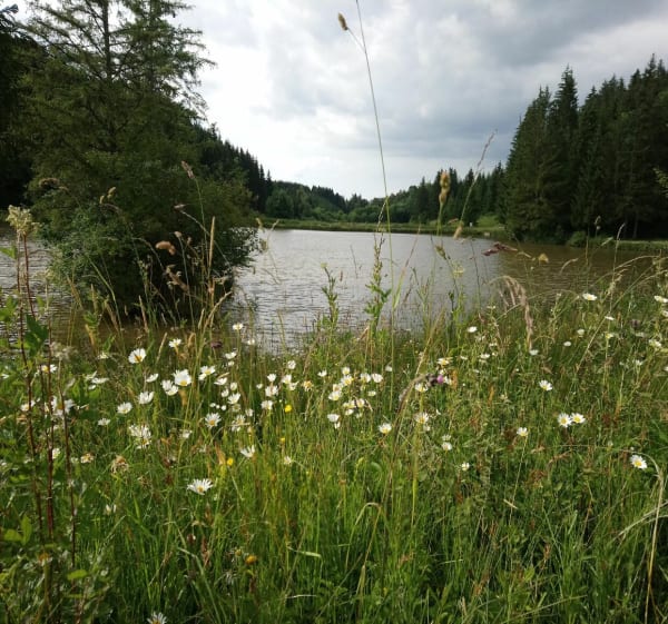 Les plains -tour des étangs de Trevillers - Les Plains-et-Grands-Essarts - 1