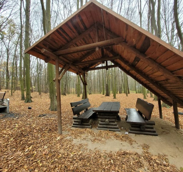 Łańcucki las Bażantarnia - Łańcut - 1