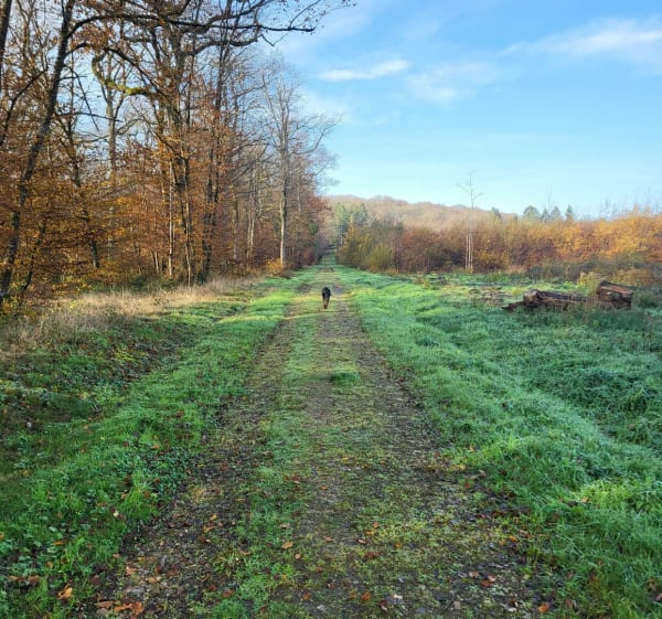 Dans les bois de Berdoues - Berdoues - 1