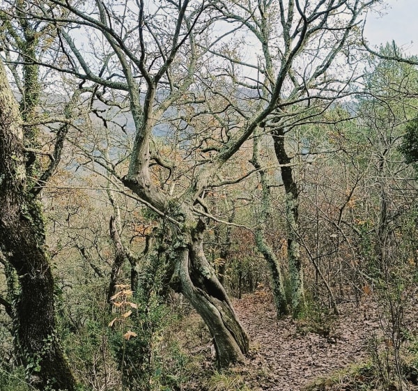 Molière sur Cèze ,Col des Brousses. - Molières-sur-Cèze - 1