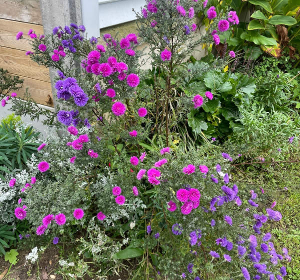 Dans la campagne de Jullouville, - Jullouville - 1