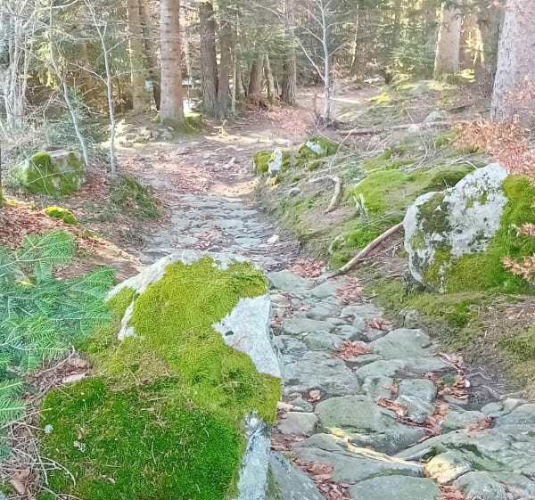 Balade au grand bois Frison - La Versanne - 1