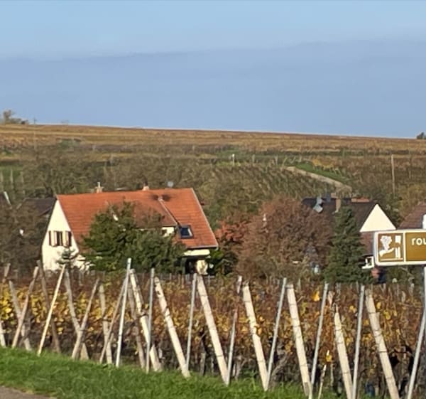 Autour du vignoble d’Heiligenstein - Heiligenstein - 1