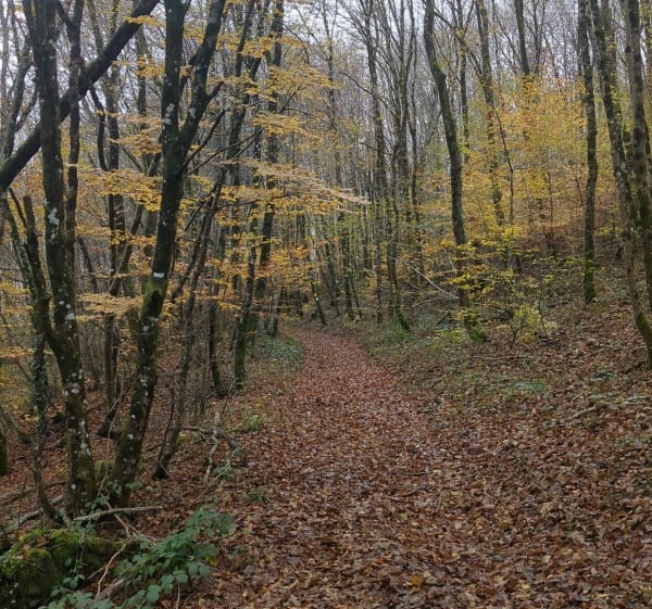 Circuit du Bois de la Brosse et Chaume - Varennes-Vauzelles - 1